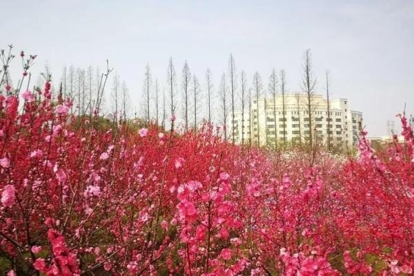 常德职业技术学院2023年招生简章