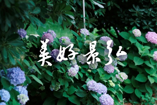 株洲市景弘高级中学2025年招生简章